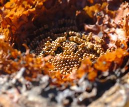 Anti-scarring healthy ageing research. The anti-scarring potential of Australia’s native stingless bee cerumen