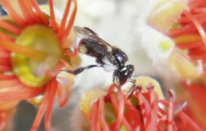 Anti-scarring potential of cerumen from Australia's stingless bee. Research