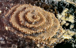 anti scarring research with Australia's native stingless bee